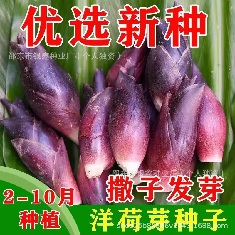 原装食用洋荷芽种子四季蔬菜洋荷笋洋荷种陕西阳合洋姜荷洋河种子