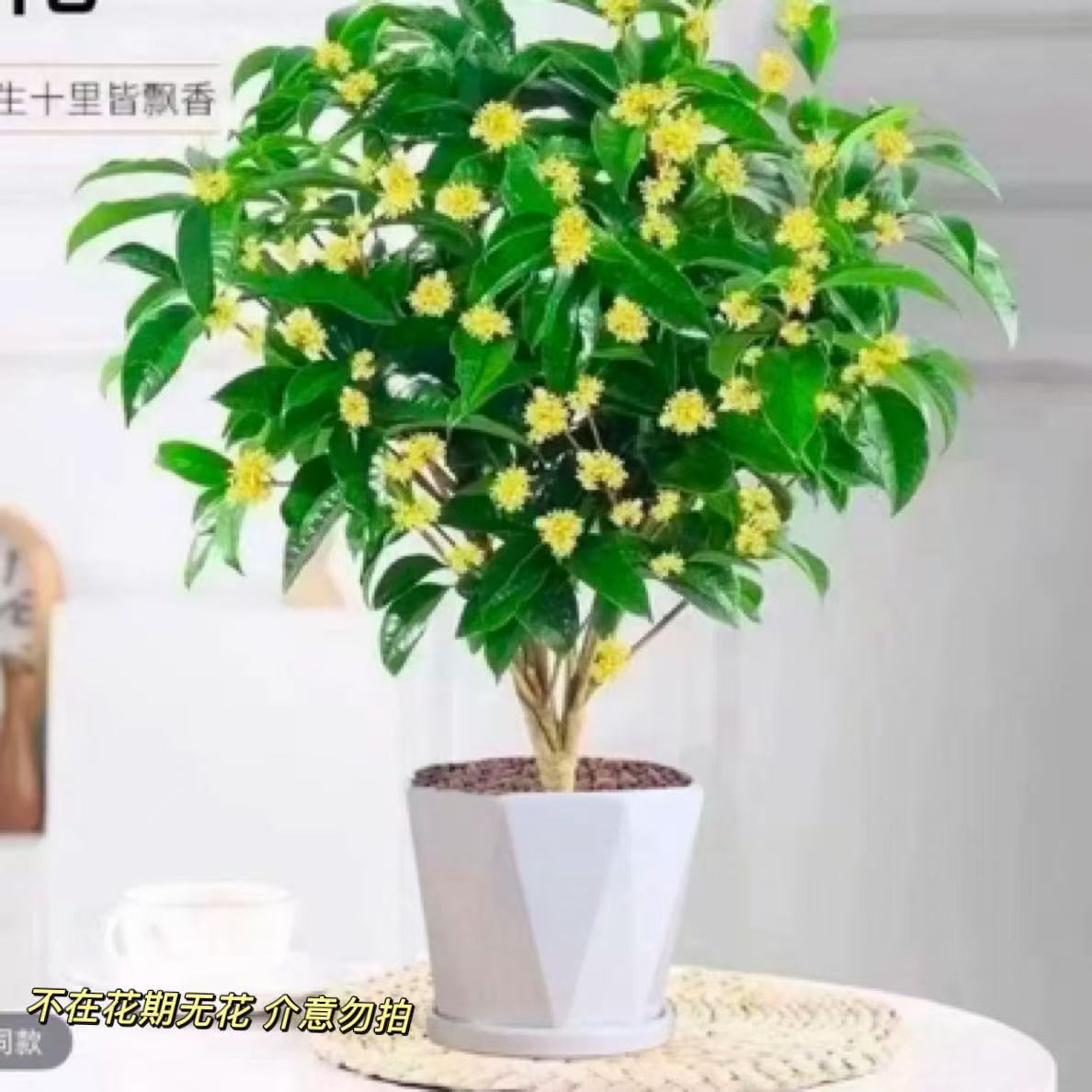 四季桂花盆栽浓香型耐寒适合室内外阳台庭院种植绿植（当月开花）