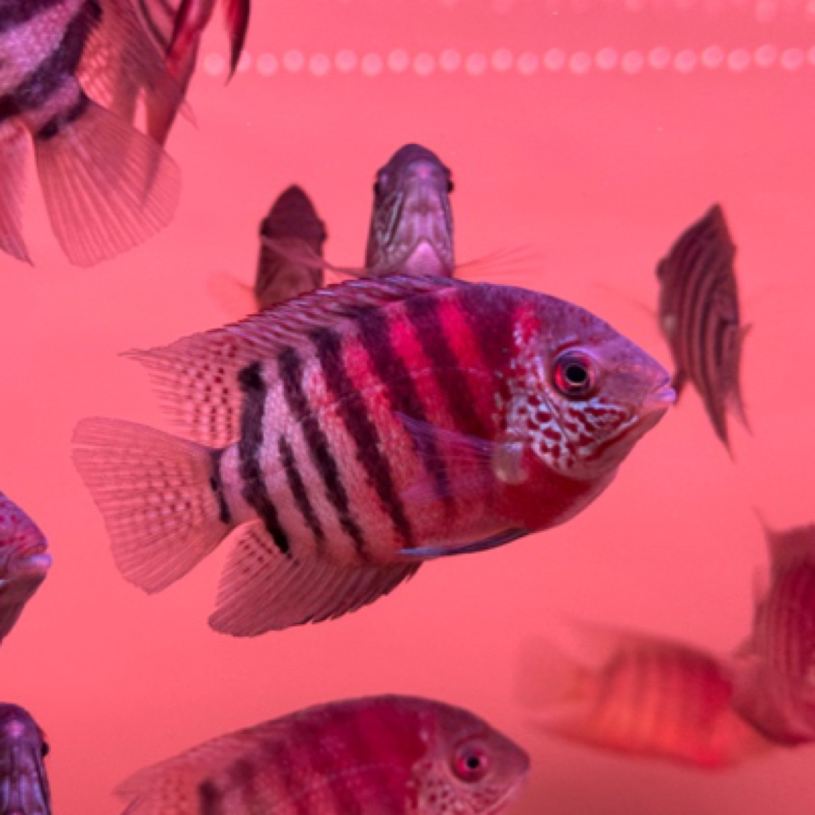 卡瑞尔野生帝皇虎斑菠萝 热带淡水观赏鱼