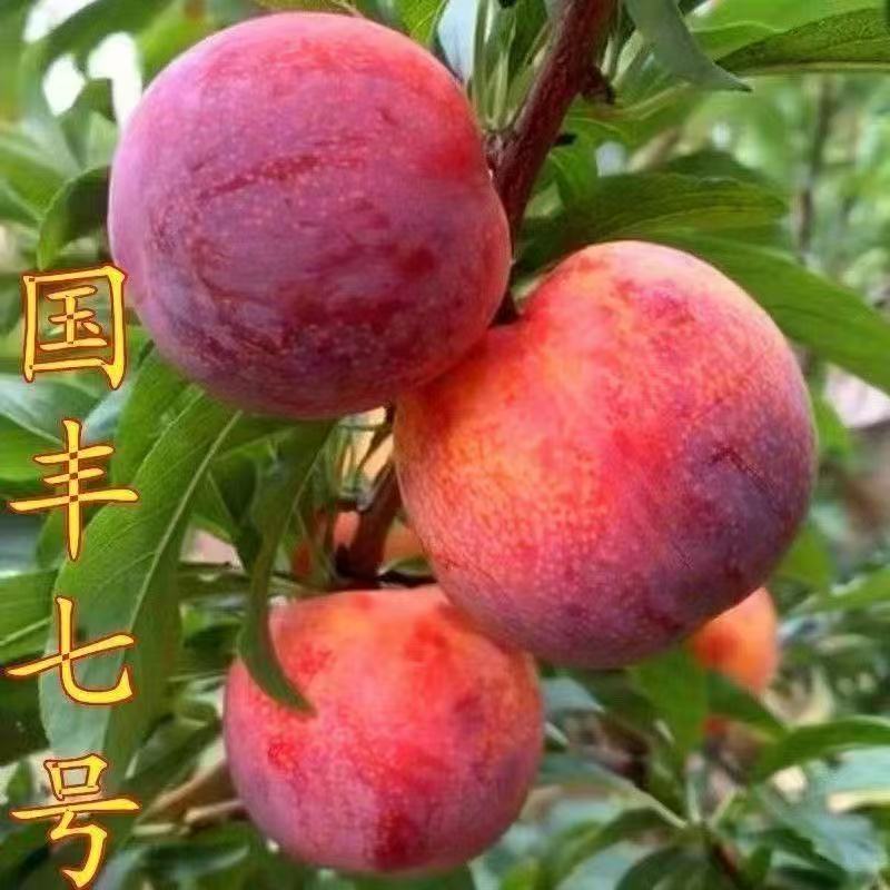 正宗嫁接李子树苗国峰7号果树苗九月晚熟李子超甜抗寒盆栽地栽