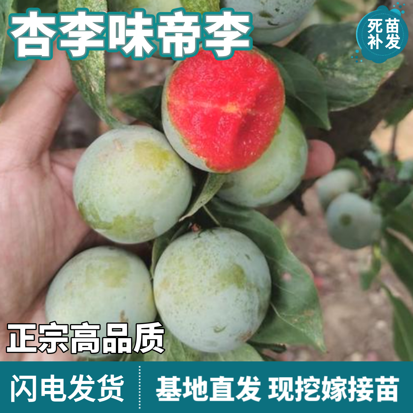 杏李味帝李树苗南北方地栽庭院阳台盆栽特大果嫁接甜李子当年结果