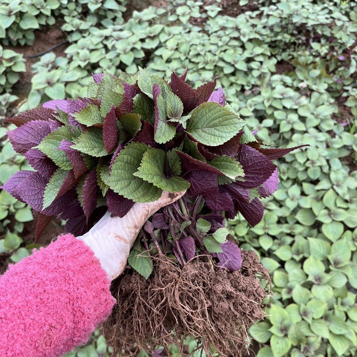 正宗农家紫苏苗带土发货5棵250g农家紫苏幼苗可盆栽可食用香味浓