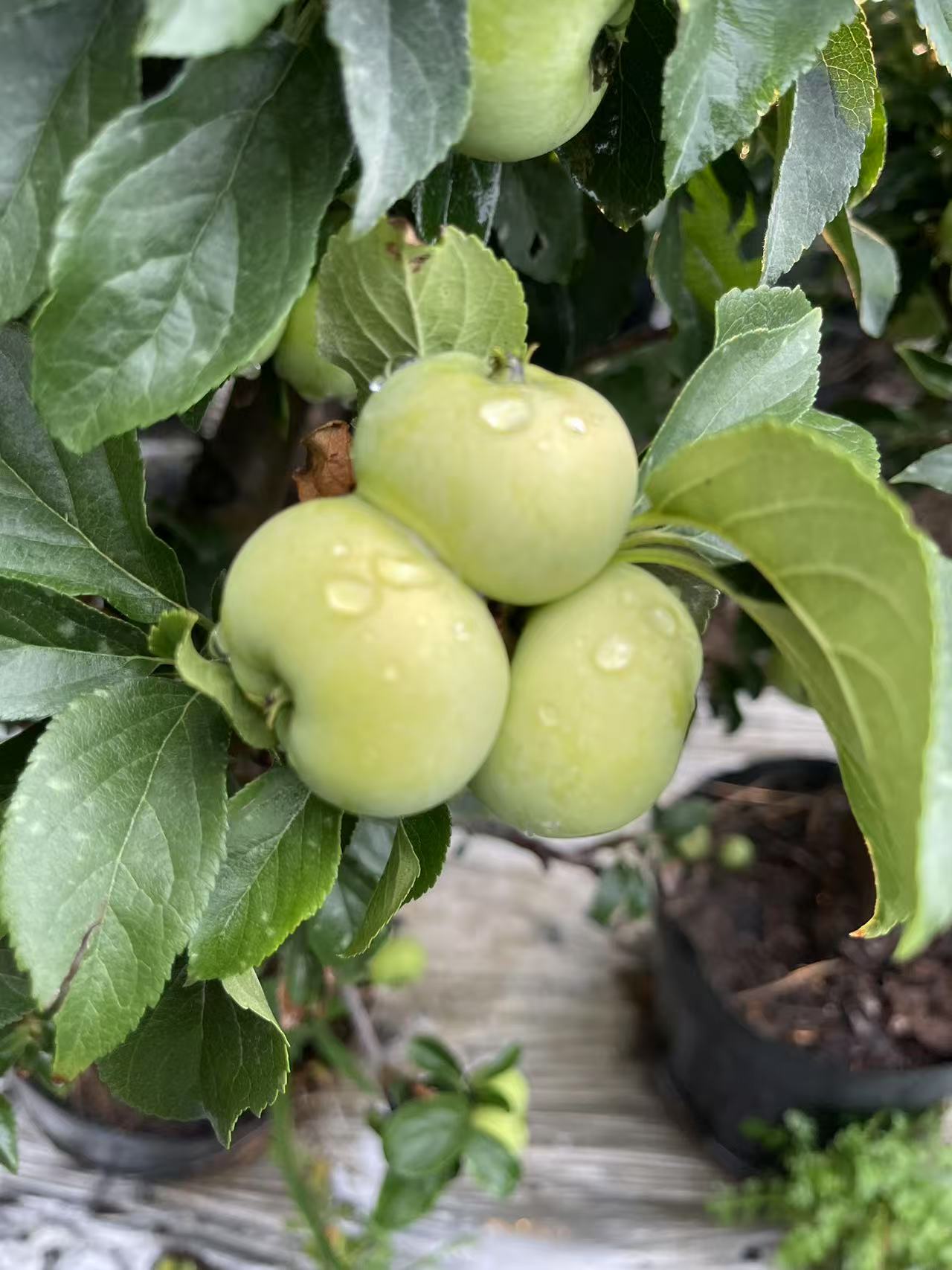 海棠果树老桩盆景鸡心果彩虹梨垂丝海棠蟠龙果庭院阳台好养盆栽