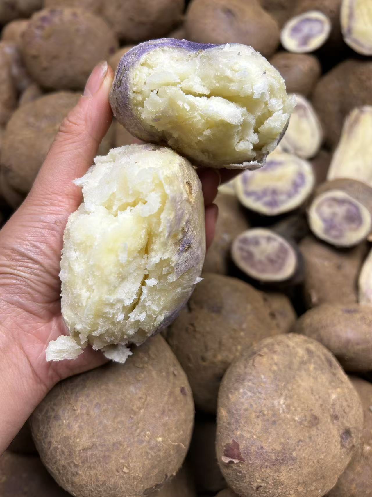 云南昭通大山包粗皮小黑洋芋（转心乌）