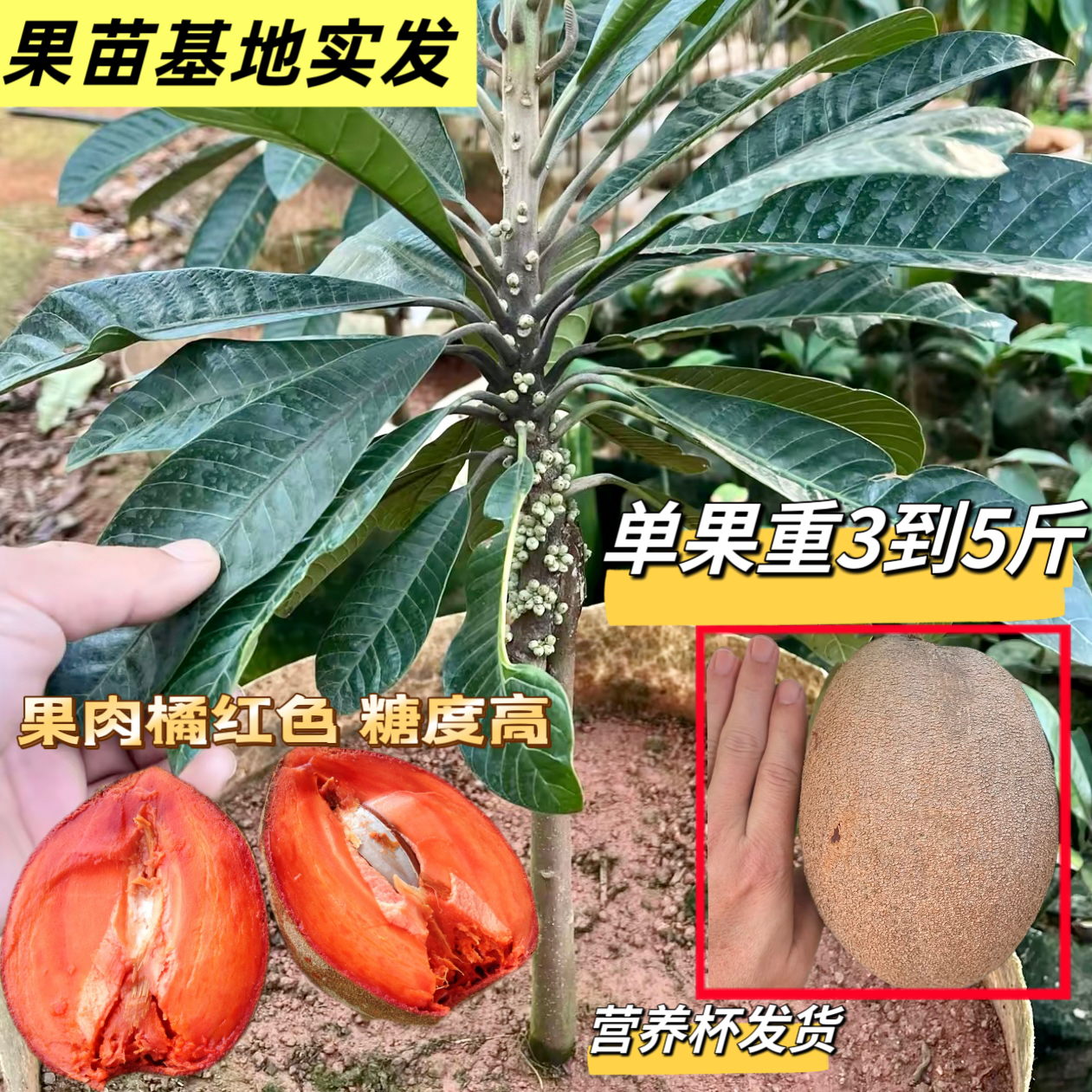 妈咪果靠接苗马珈纳佩斯潘婷洛里托带杯带叶子  基地直发