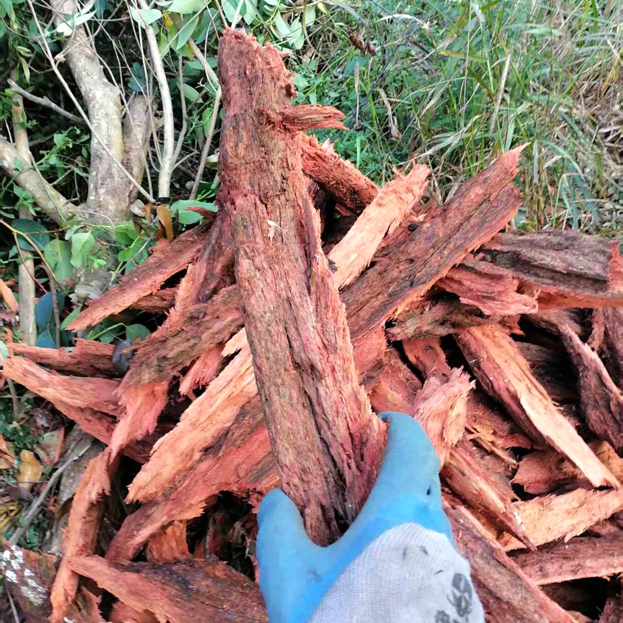 红桉树皮胡蜂养殖筑巢材料各类胡蜂通用马蜂筑巢材料