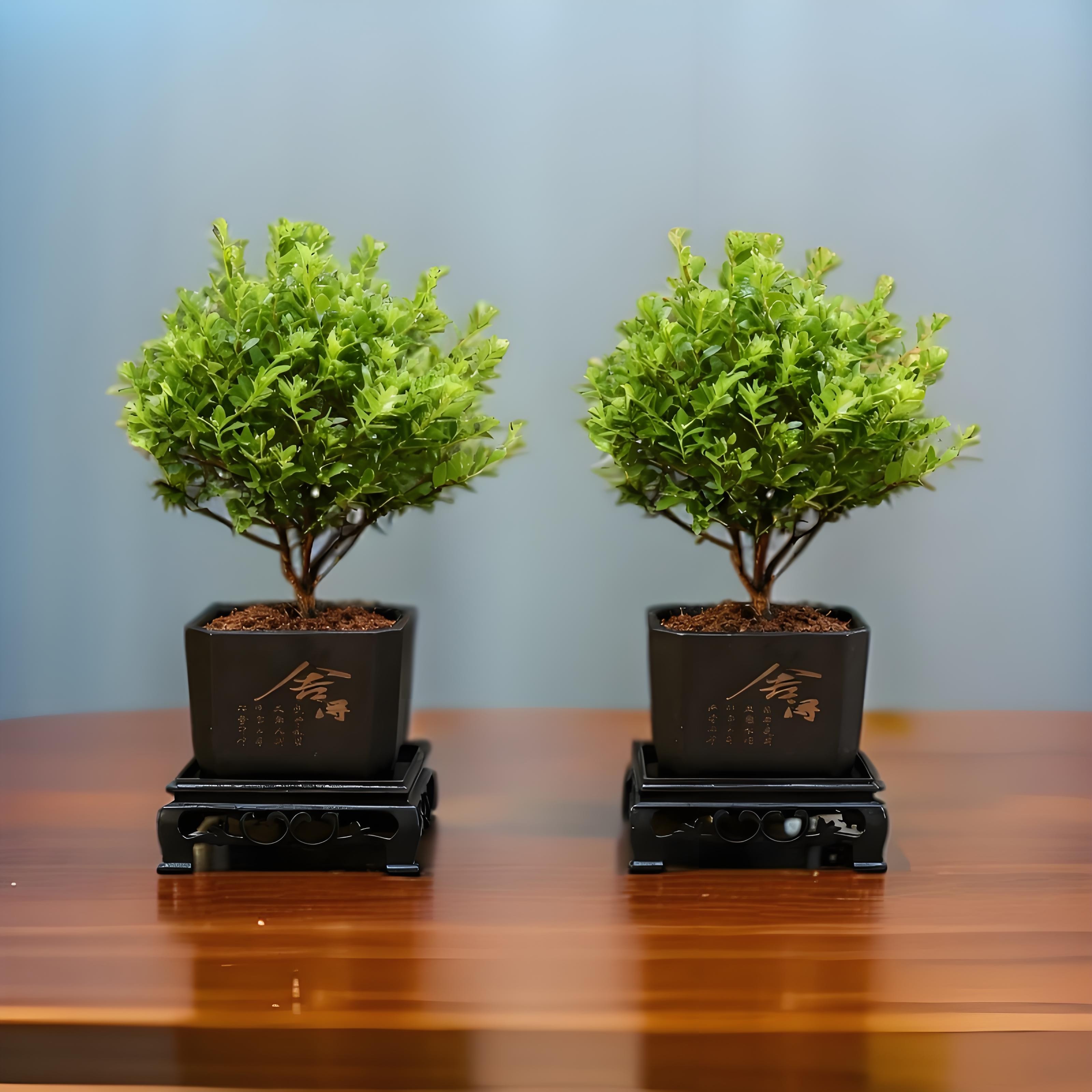 【买一送一】正宗小叶赤楠小盆景桌面绿植盆栽高级感室内办公室植物