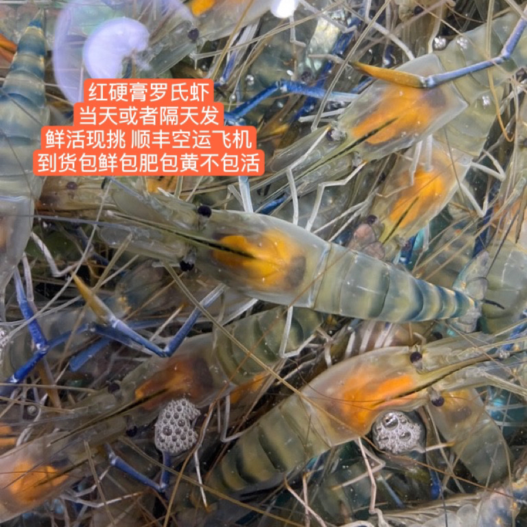 鲜活红硬膏的罗氏虾 3斤只只有黄 下单后挑活虾发 1500g约30-50