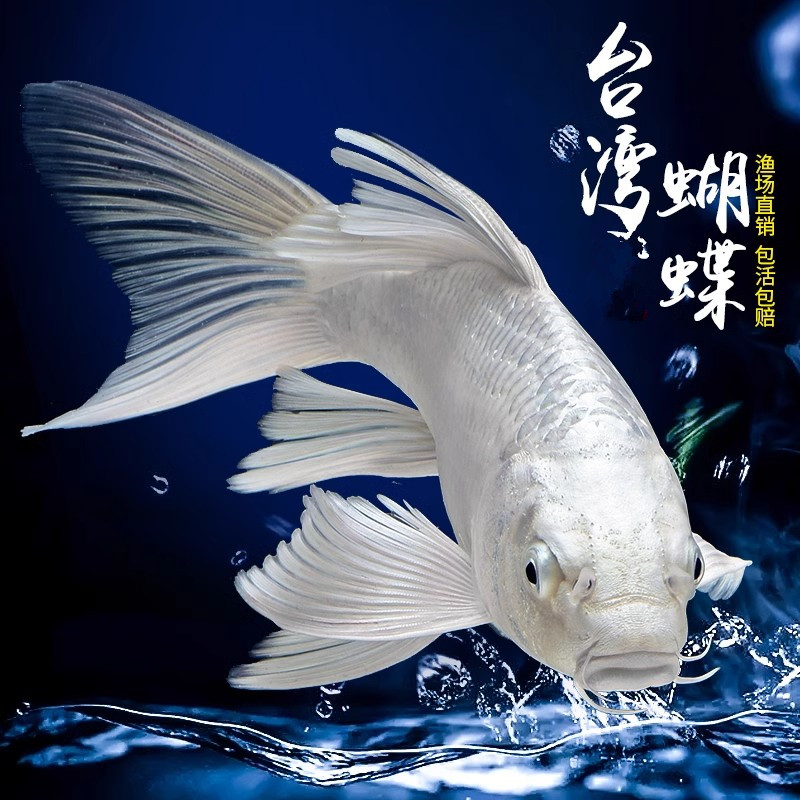 精选白色蝴蝶鲤观赏鱼普身台湾蝴蝶鲤冷水鱼锦鲤鱼金鱼好养耐活