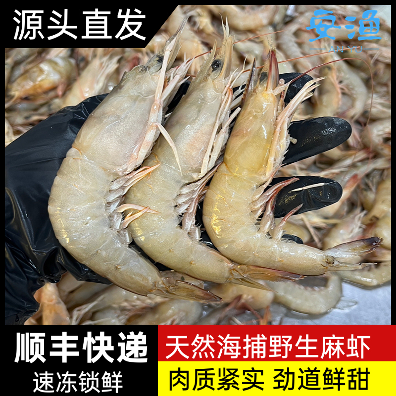【麻虾】北海野生海捕麻虾沙卢虾冷冻锁鲜大虾顺丰发货新鲜海水大虾