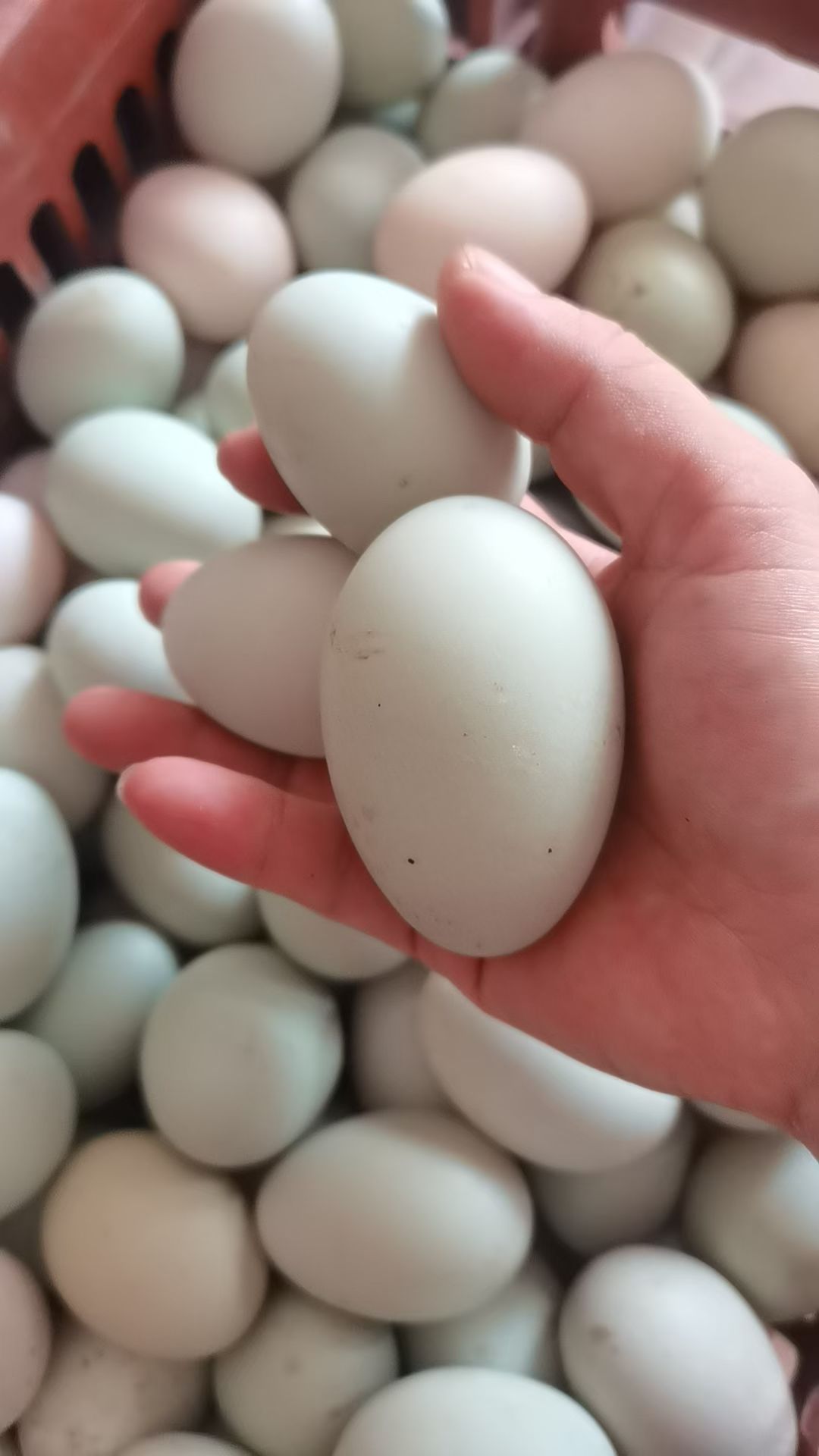 北海农家红树林海边放养海鸭正宗鲜海鸭蛋草灰咸鸭蛋30个装包邮