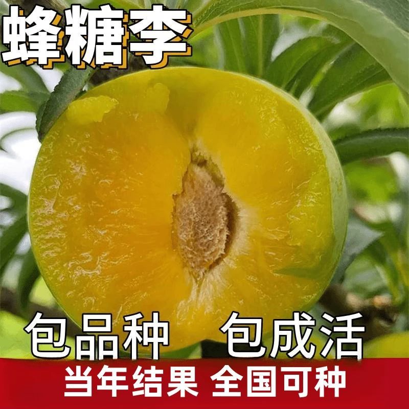 蜂糖李子树苗脱骨早熟南北方庭院地栽大果树盆栽嫁接甜脆当年结果