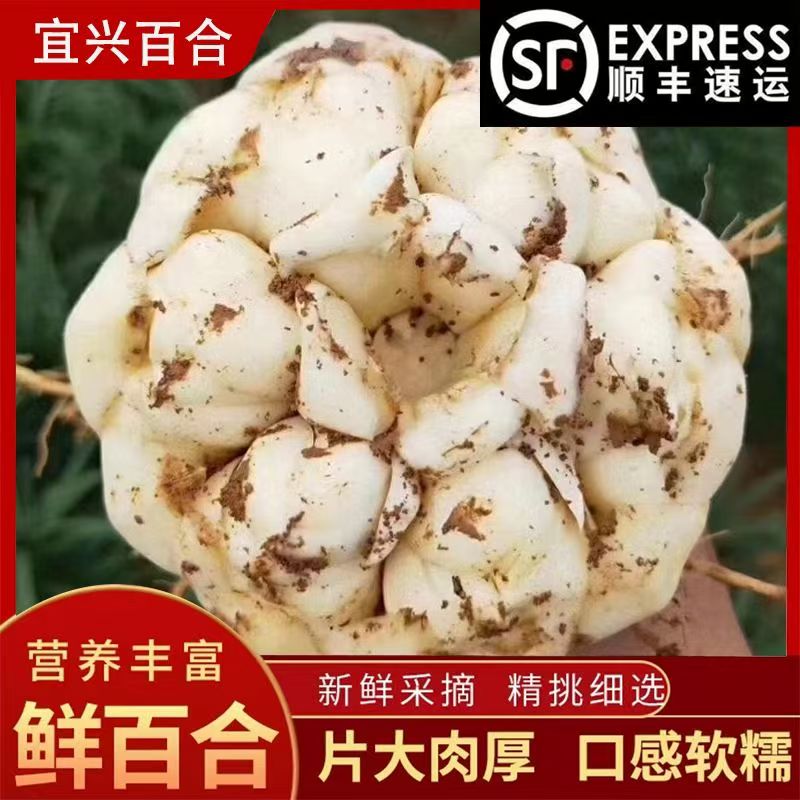 (大果3斤 顺丰包邮)2025宜兴新鲜食用百合纯天然药食同源微苦粉糯