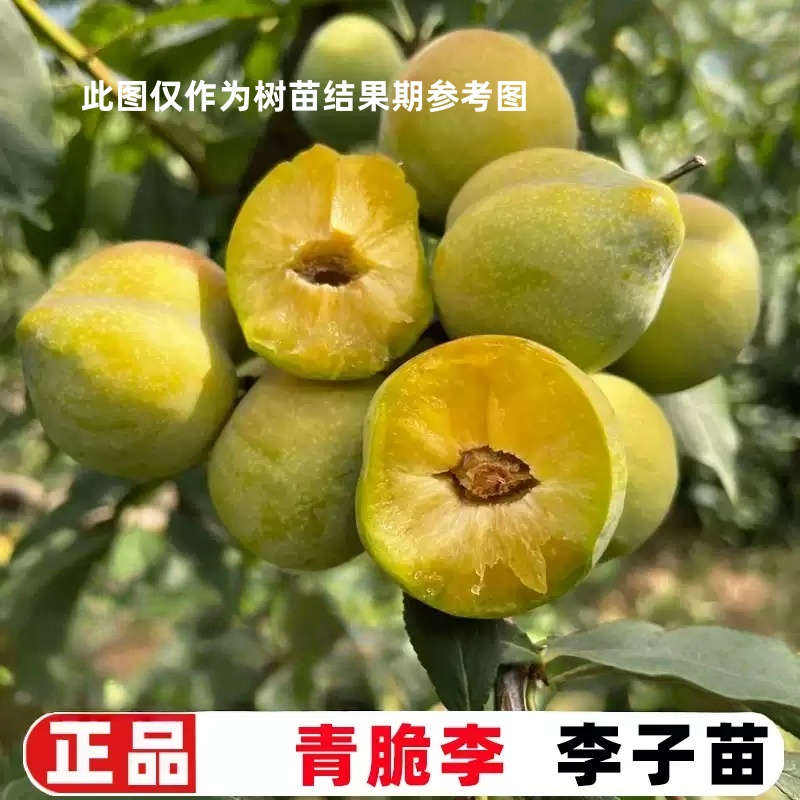 嫁接四川青脆李树苗早熟脱骨蜂糖李子树苗南方北方盆栽地栽李子苗