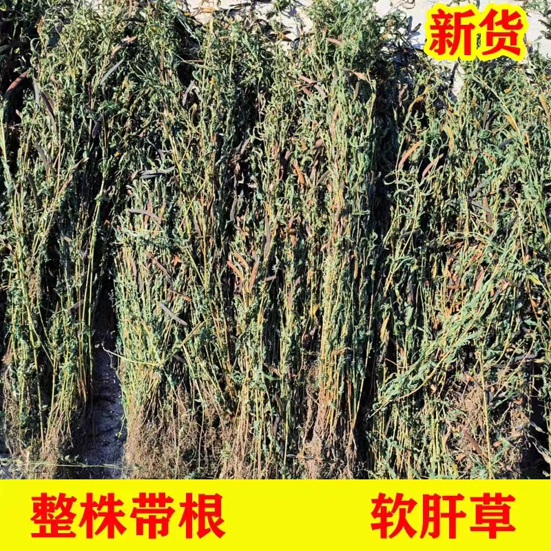 广西农村软肝草 新货软肝草 铁甲草 益肝草 克包邮