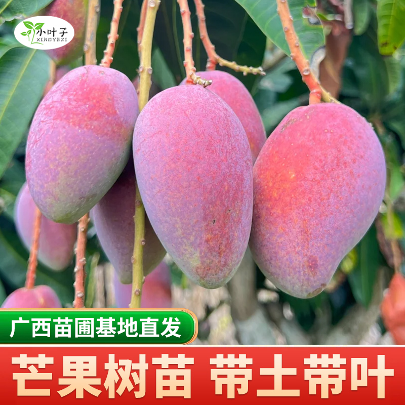 热门嫁接四季芒果苗金煌芒桂七凯特果树苗盆栽畅销果树苗优质嫁接