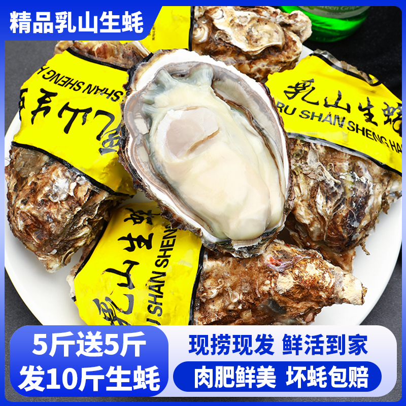 【5斤送5斤 发10斤】d精品正宗乳山生蚝大号鲜活海鲜肥美烧烤水产