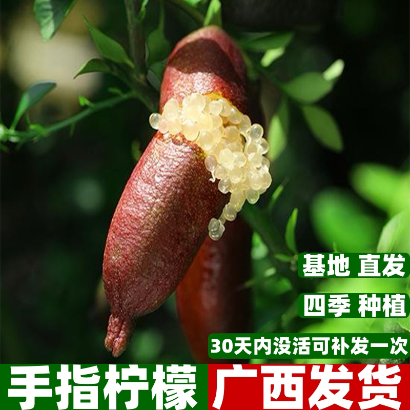 新品种指橙柠檬树苗嫁接果树苗当年结果南北方盆栽澳洲手指柠檬苗
