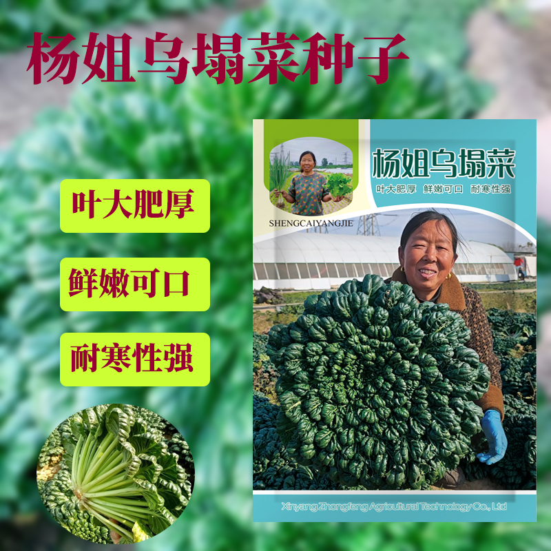 生菜杨姐推荐乌塌菜种子耐寒种籽秋冬青菜蔬菜种子秋播