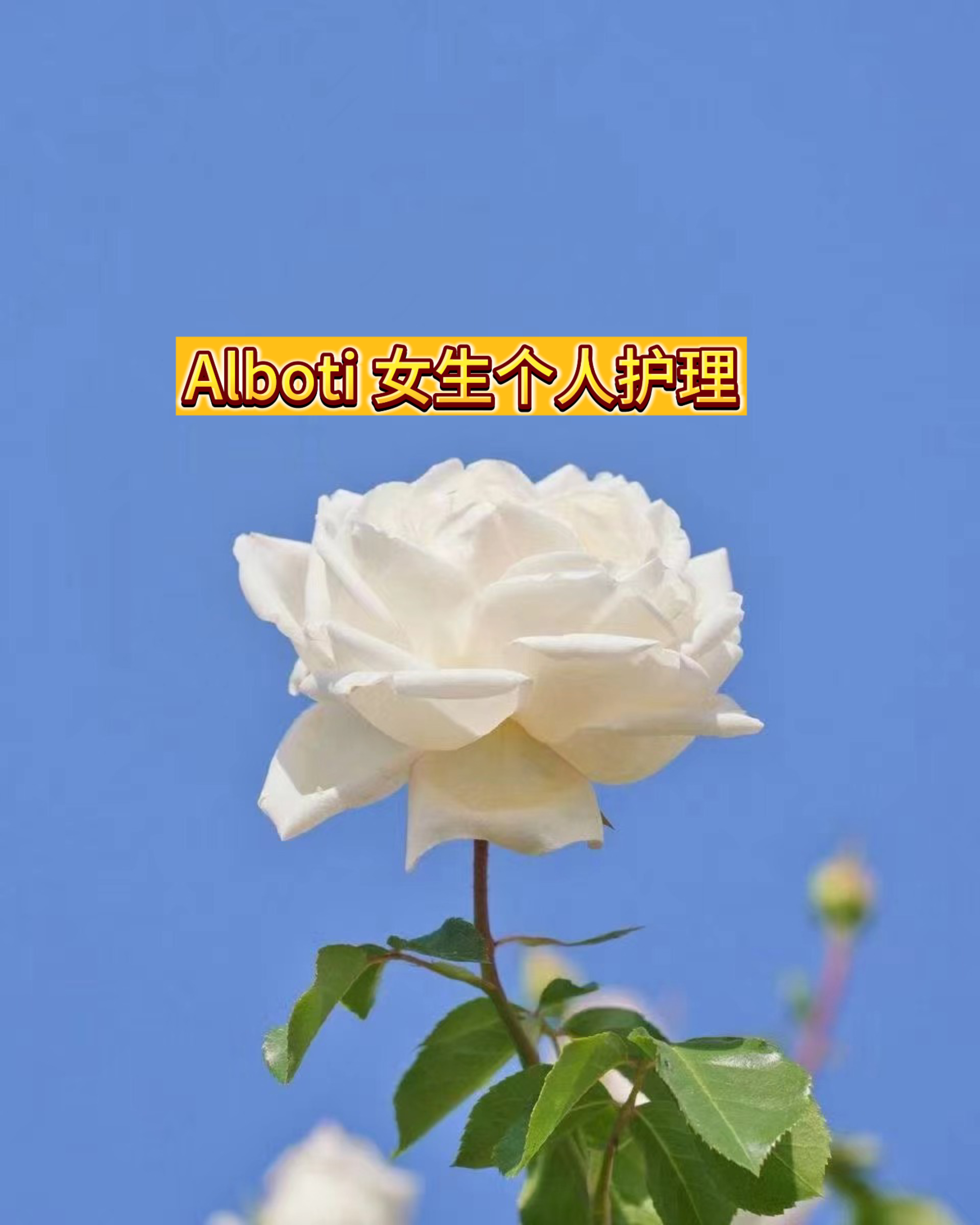 Alboti ayallar 原装进口 头发护理