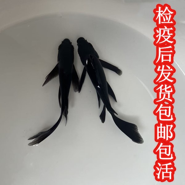 精品黑金鱼冷水淡水观赏鱼活体好养耐活易上手新手必选鱼观赏鱼