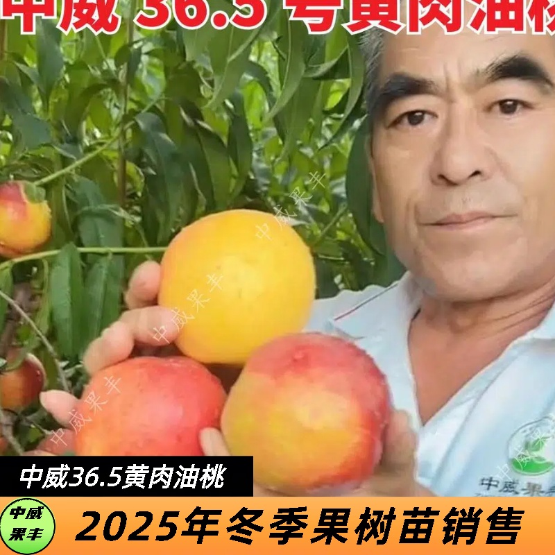 中威36.5号黄肉油桃桃子7月上中旬成熟酥脆型浓香浓甜风味独特