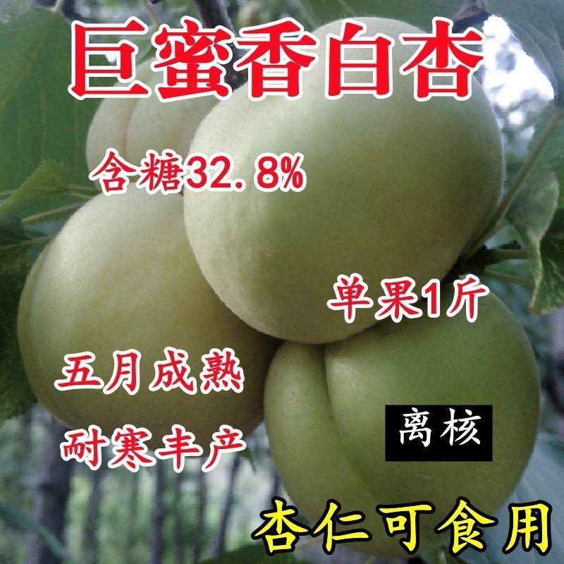 特大香白杏树苗超甜新品嫁接南北方种植盆栽地栽庭院当年结果杏树