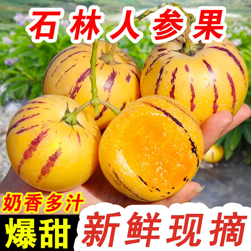 云南石林树上熟人参果大圆果爆甜多汁奶香黄肉新鲜应季水果 包邮