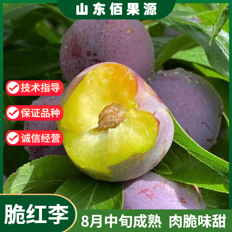 四川晚熟脆红李树苗红脆李子苗脱骨李子果树苗南北方种植当年结果