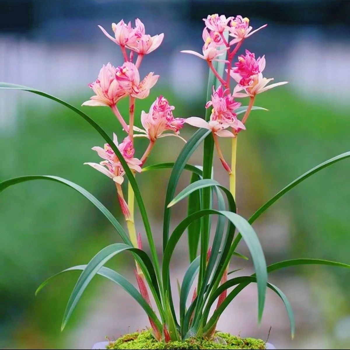 红蝉牡丹 兰花建兰 浓香型 四季来花苞 室内办公室 好养 盆栽