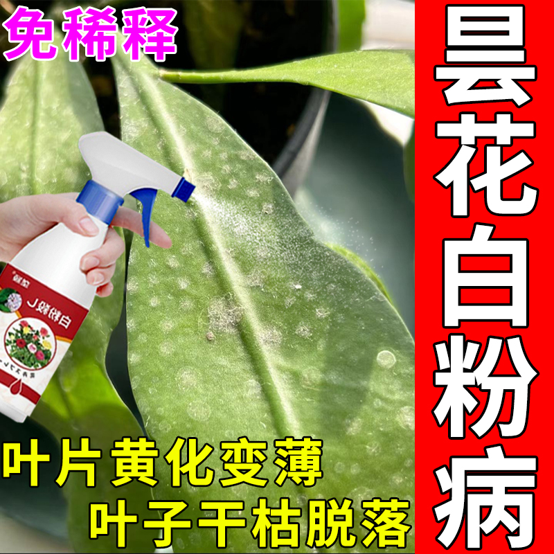 昙花白粉病专用营养液昙花叶子白斑点叶尖焦枯黄叶磷酸二氢钾肥料