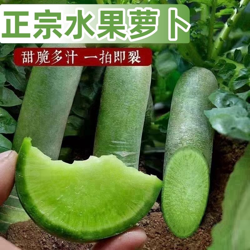 潍坊水果萝卜新鲜现挖脆甜爽口适合生吃当季农产品