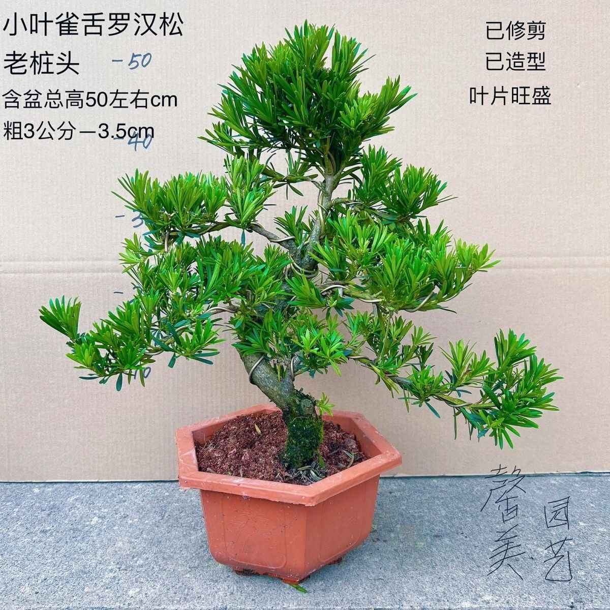 迎客松造型高档罗汉松室内客厅老桩庭院盆景室外四季常青造型绿植