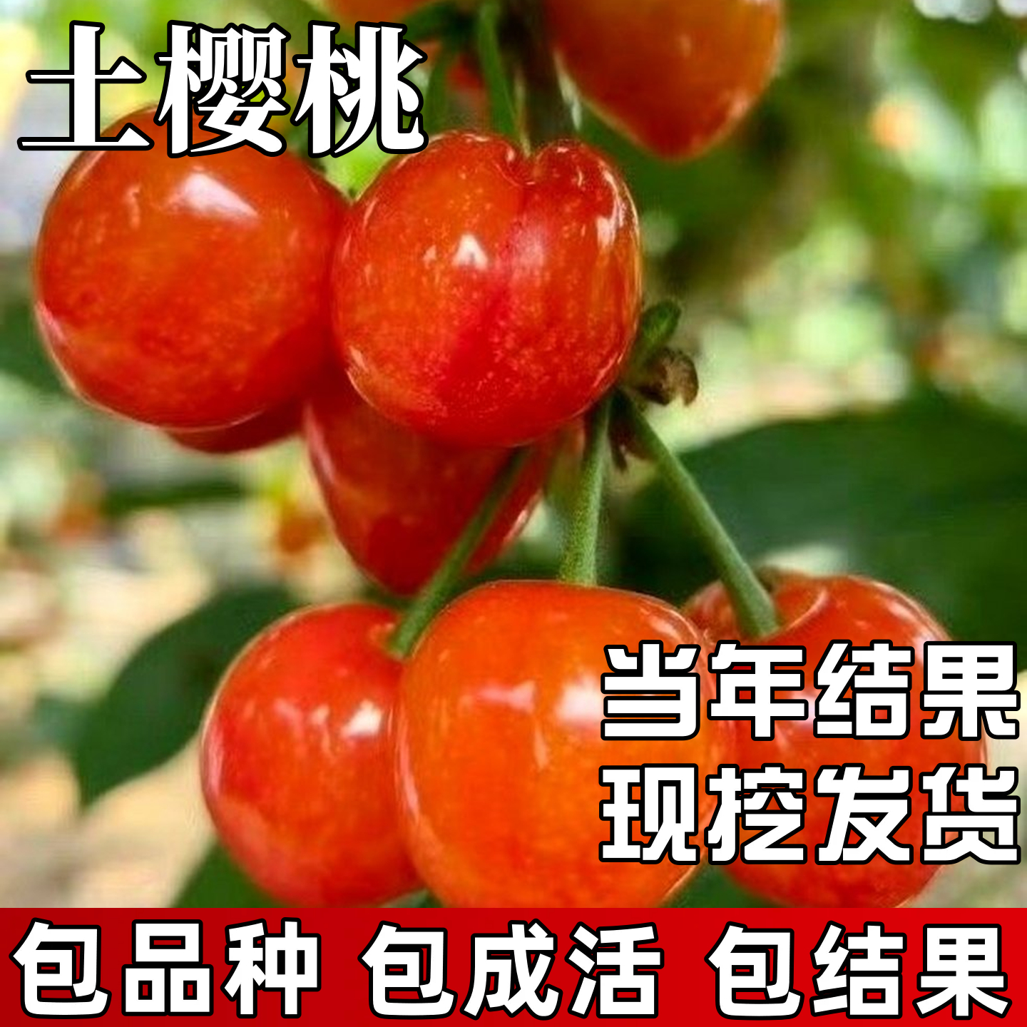 中国土樱桃树苗南北方种植耐寒老品种阳台盆栽嫁接矮化当年结果