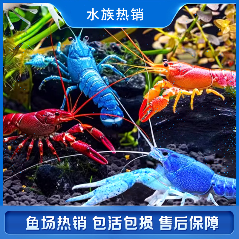 观赏虾观赏鱼斑马鱼观赏鳌冷水观赏活体淡水小龙鳌虾