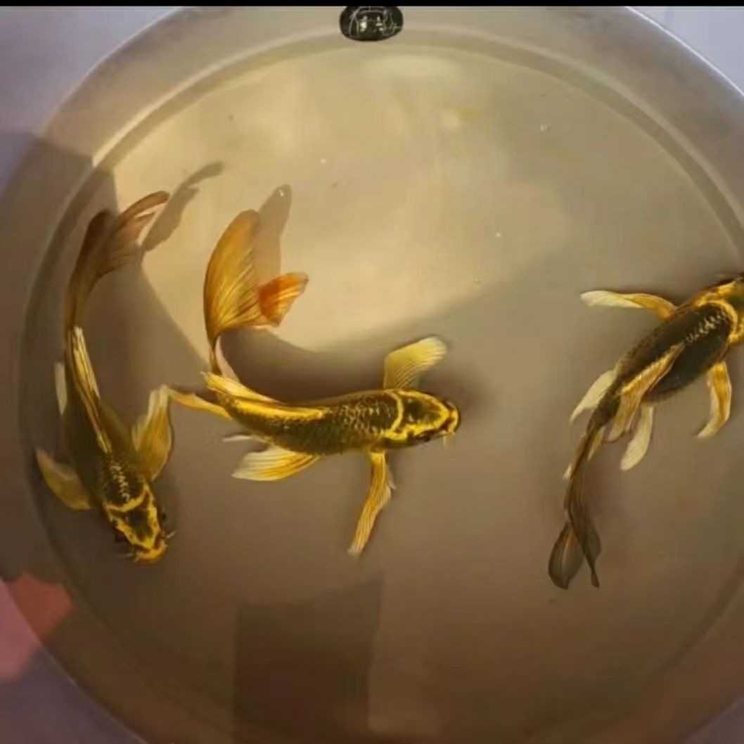 台湾普身蝴蝶鲤贵妃龙鲤锦鲤鱼白金龙凤鲤金鱼冷水鱼观赏鱼