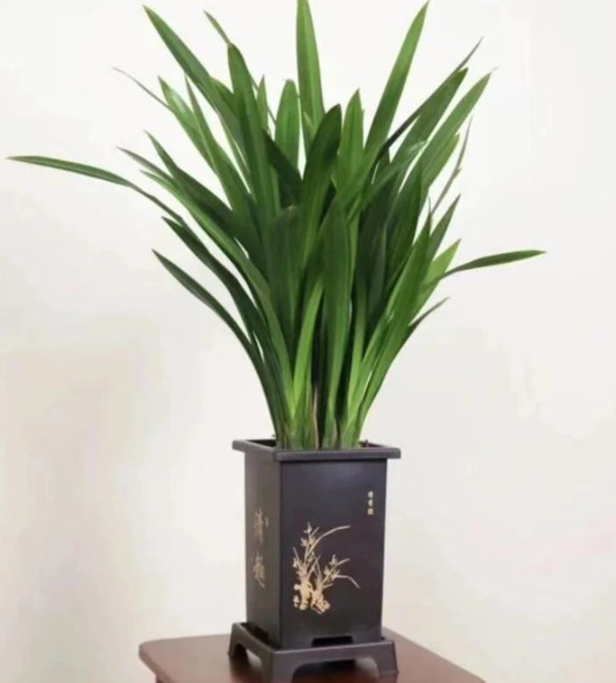 8-12苗 红宝石兰花盆栽开花建兰型易活室内观赏花卉绿植无花剑