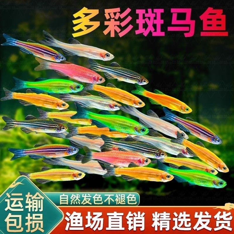 七彩斑马鱼新手养鱼自来水小型观赏鱼热带观赏鱼观赏鱼好养耐活体