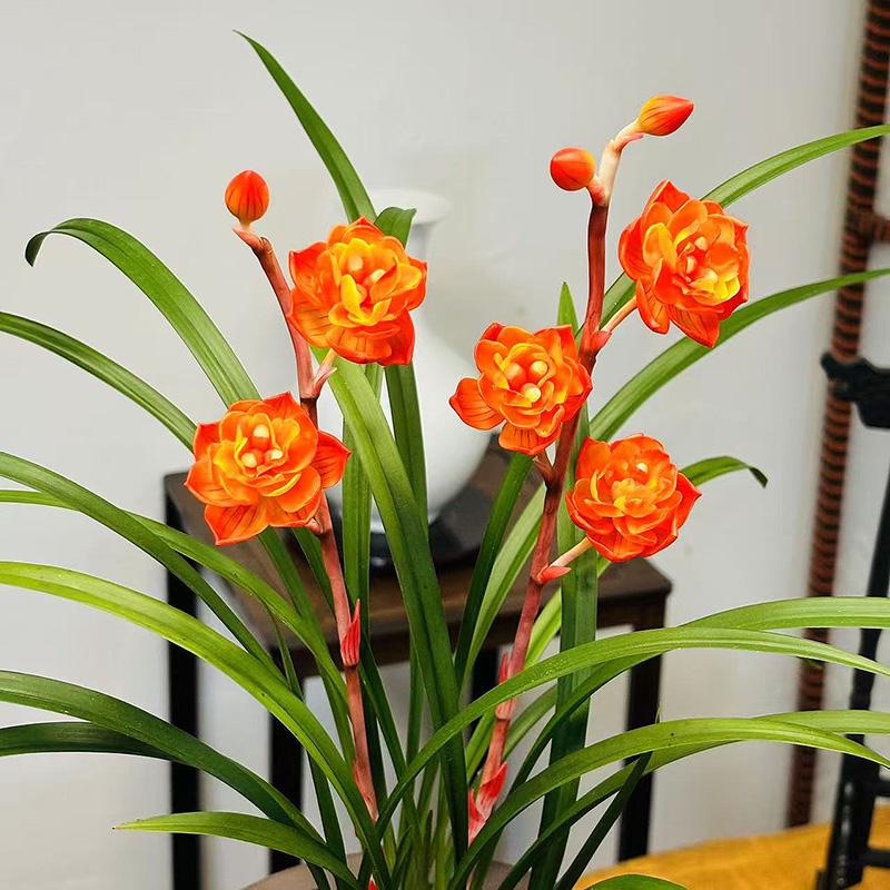 赤焰牡丹 稀少国兰奇花 高端铭品 开花非常香 室内室外好养兰花