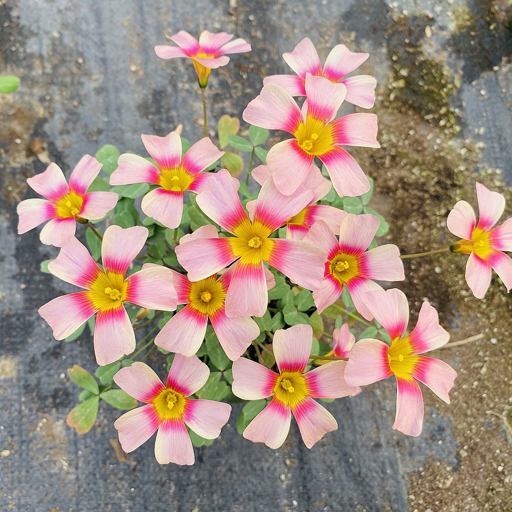 酢浆草花苗 盆栽 种球 秋冬开花好养爆盆