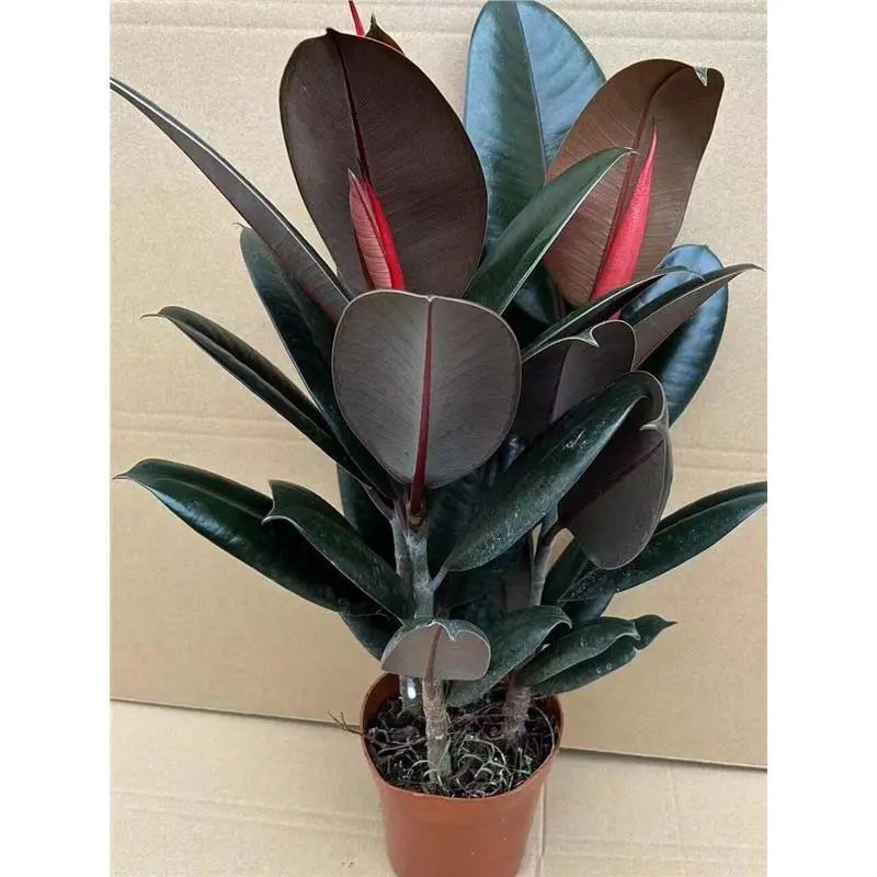 黑金刚橡皮树盆栽植物室内客厅绿植净化空气吸甲醛桌面好养活花卉