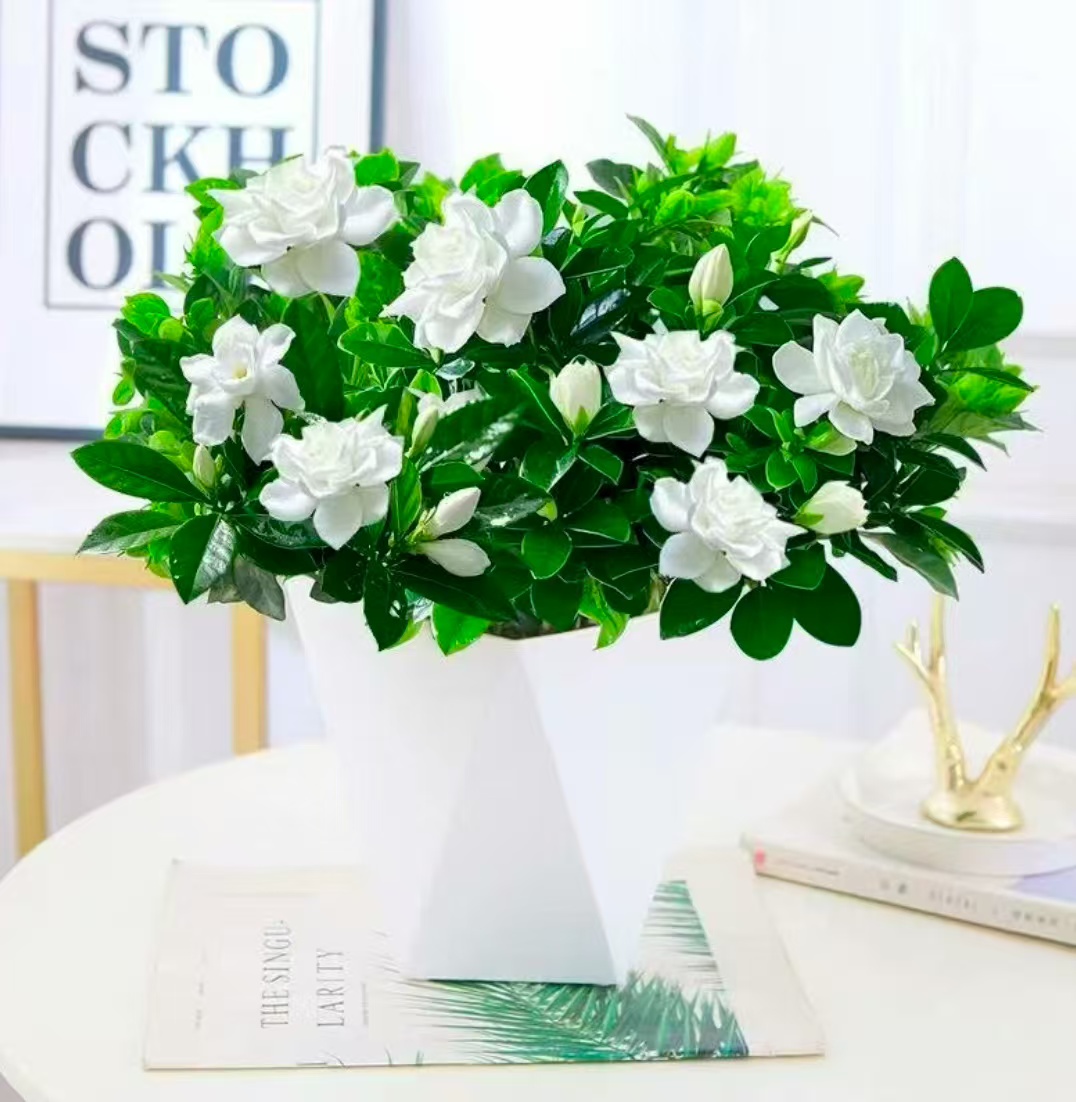 小叶重瓣栀子花盆栽花卉绿植植物室内四季开花水培浓香（伟）