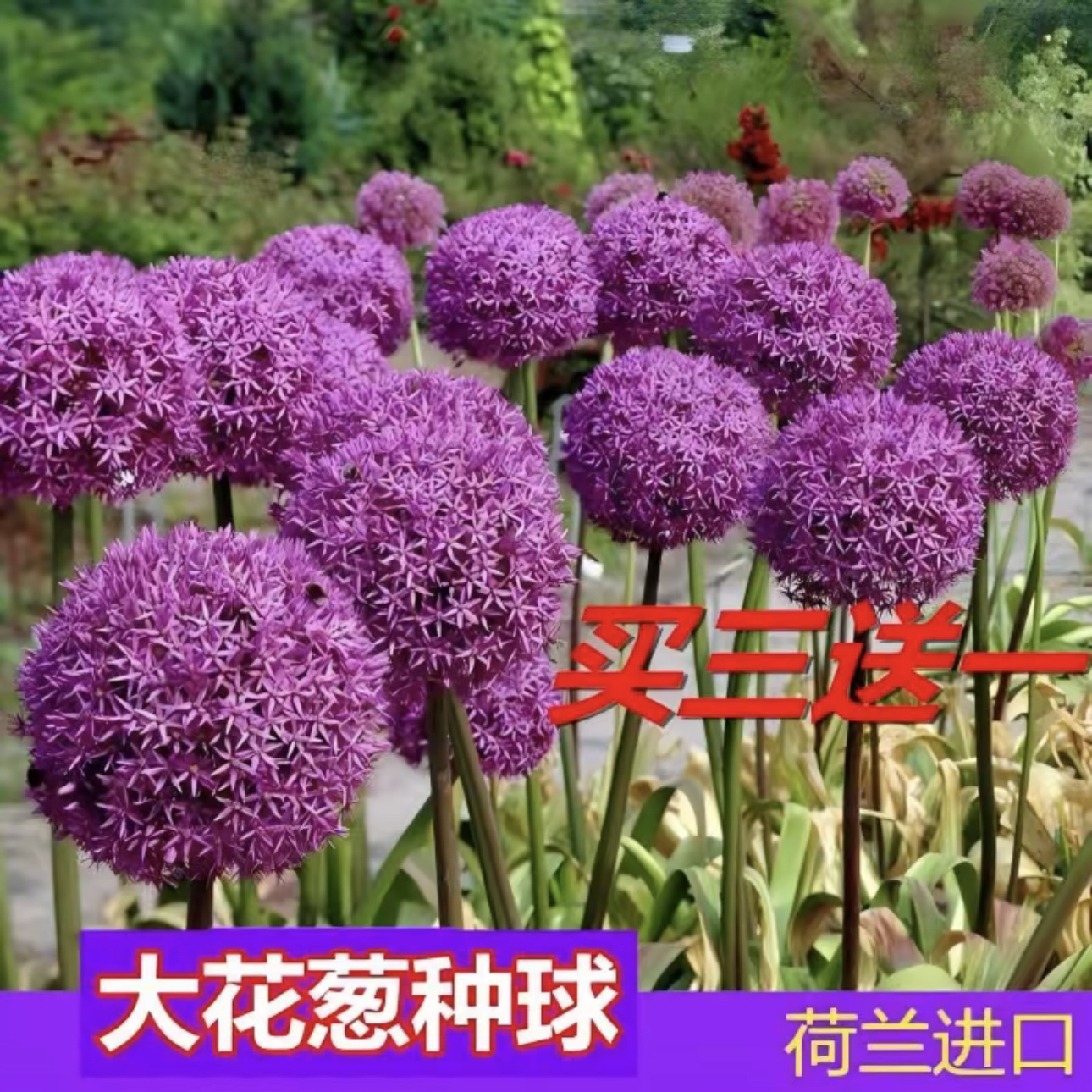 荷兰进口大花葱种球耐寒花卉盆栽植物庭院地栽大葱花球根四季易活