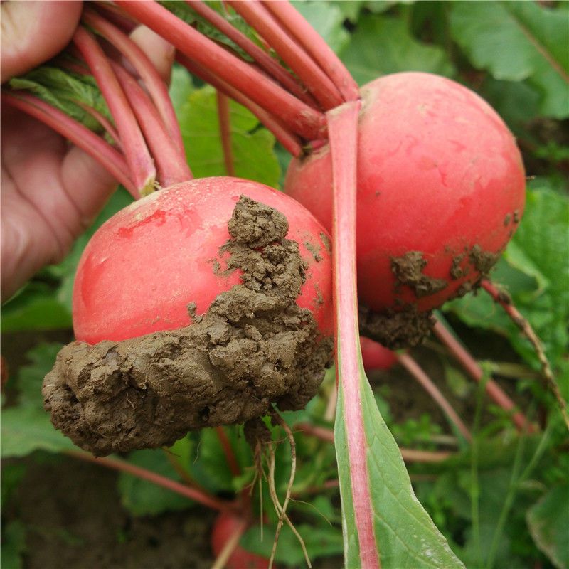 湖北应季新鲜红皮萝卜现挖现卖农家现拔甜脆可做泡菜萝卜