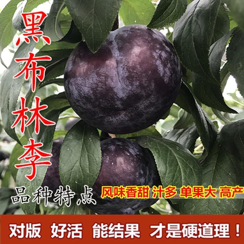 黑布林李子苗 黑布朗李 大黑李 黑布林树苗 嫁接果树苗当年结