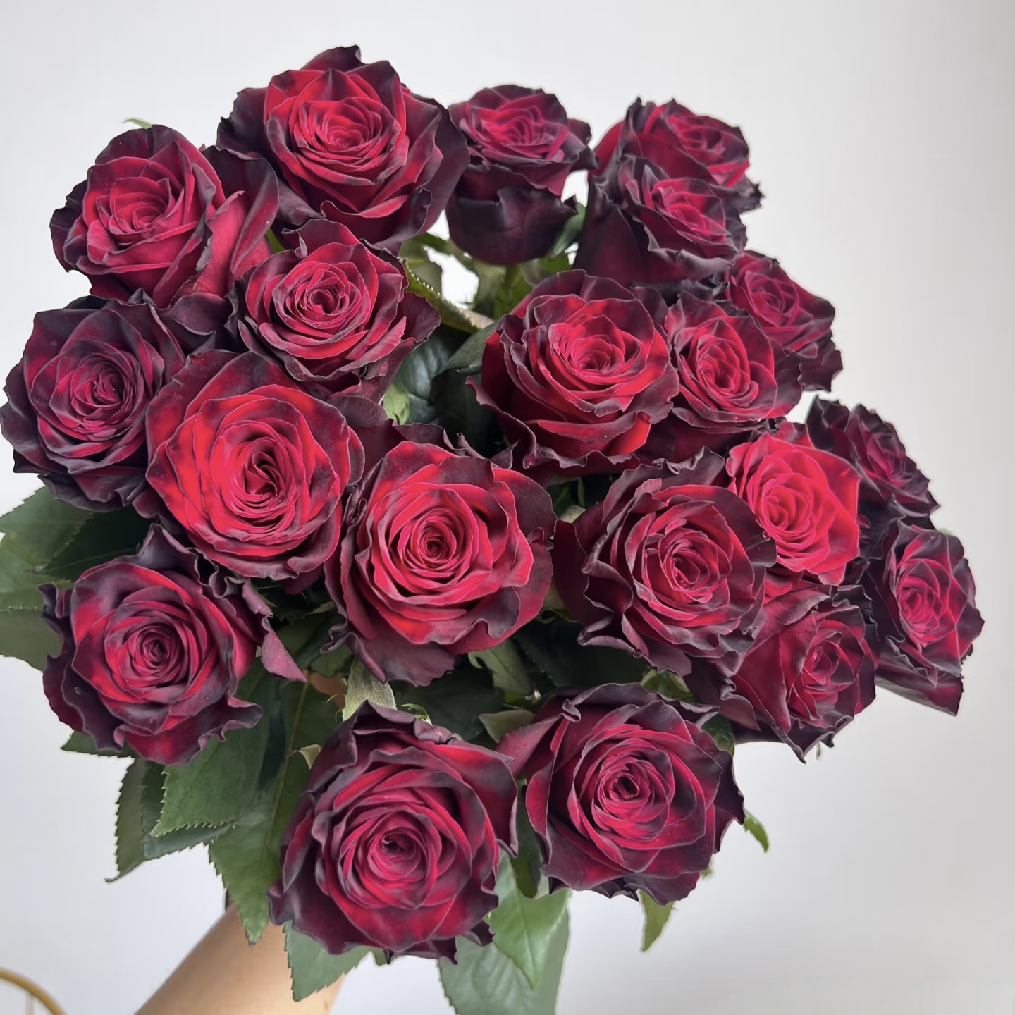 【3颗包邮】黑巴克养活四季月季玫瑰暗红色大花灌木/切花月季