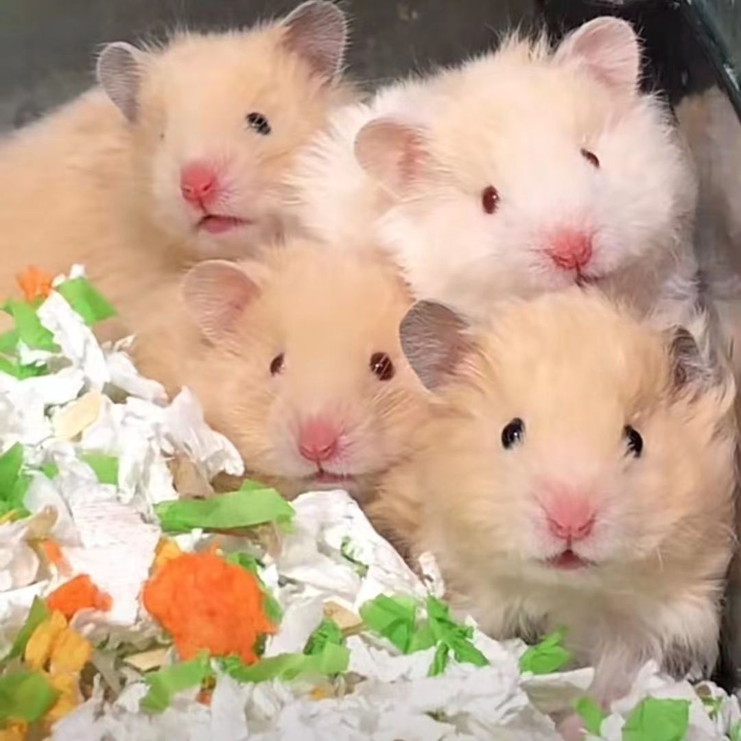 【木沐家】超特价金丝熊家养波利长毛熊超可爱温顺宿舍宠物