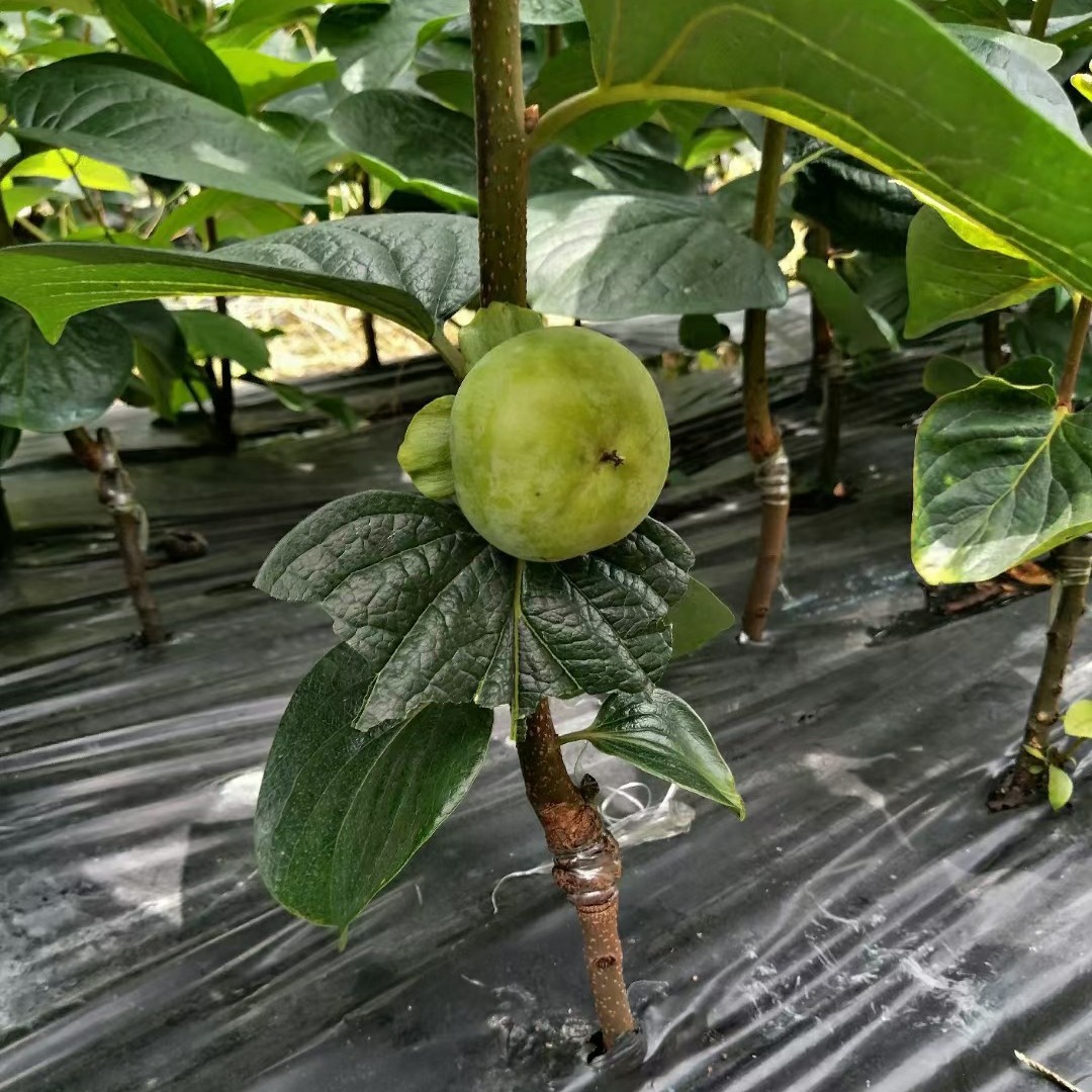 【优质种苗】柿子苗脱涩阳丰太秋脆甜庭院果树矮化硬柿子南北方可种