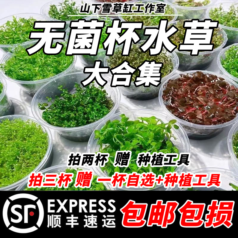 无菌杯水草合集草缸造景鱼缸阴性新手入门前景爬地矮珍珠草宝塔