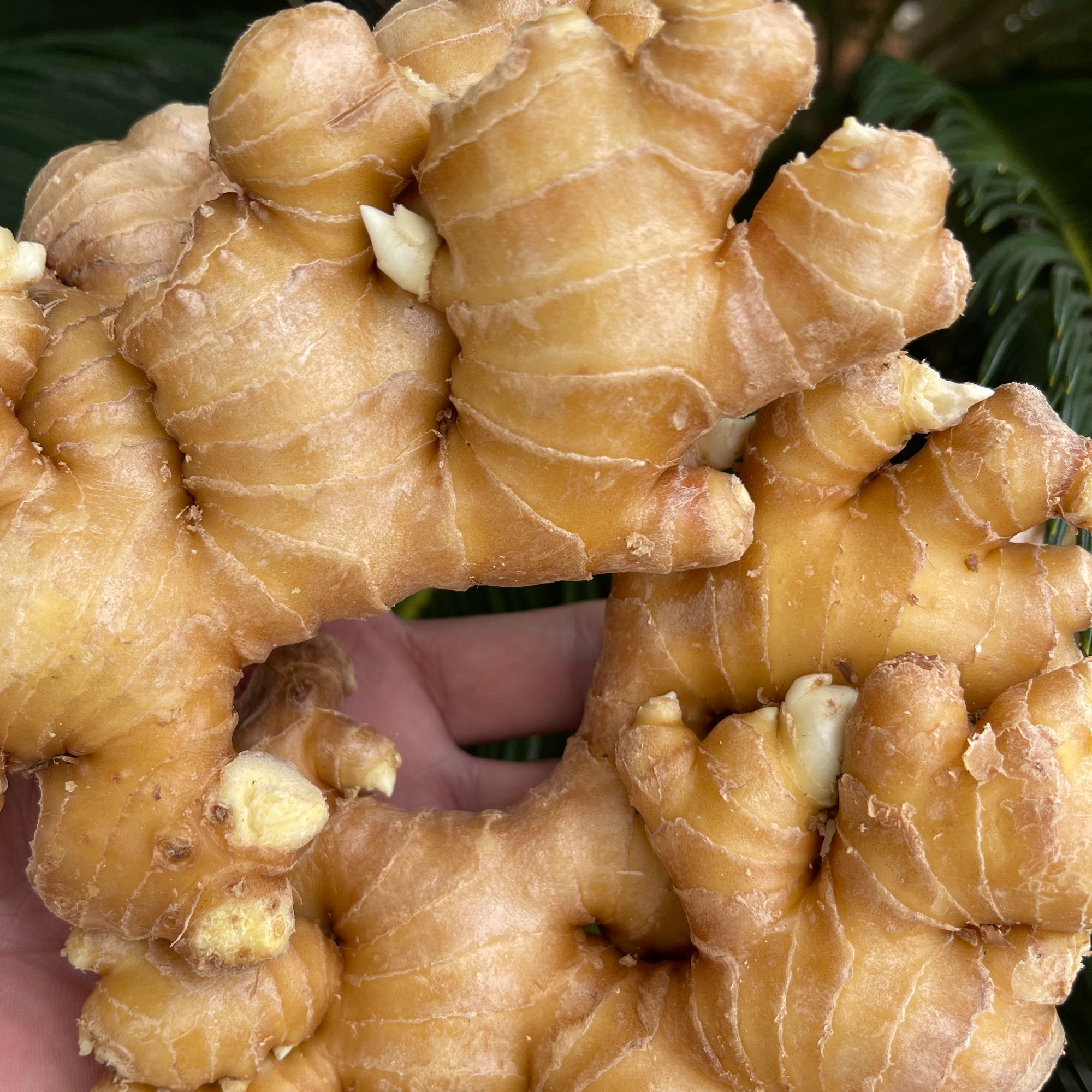 宗师漏卧【精品水洗小黄姜】云南罗平山地种植土窖保存